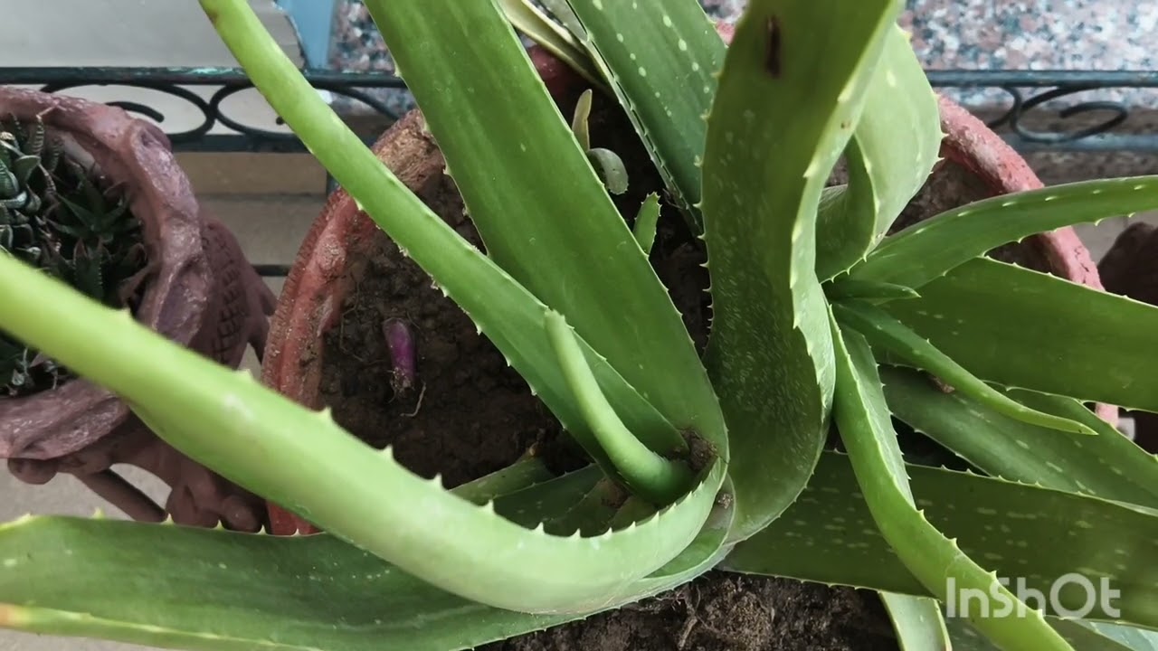 Happy plant ☘️ Happy Life 💚#Aloeveracare @Diffirenthuesofnature 