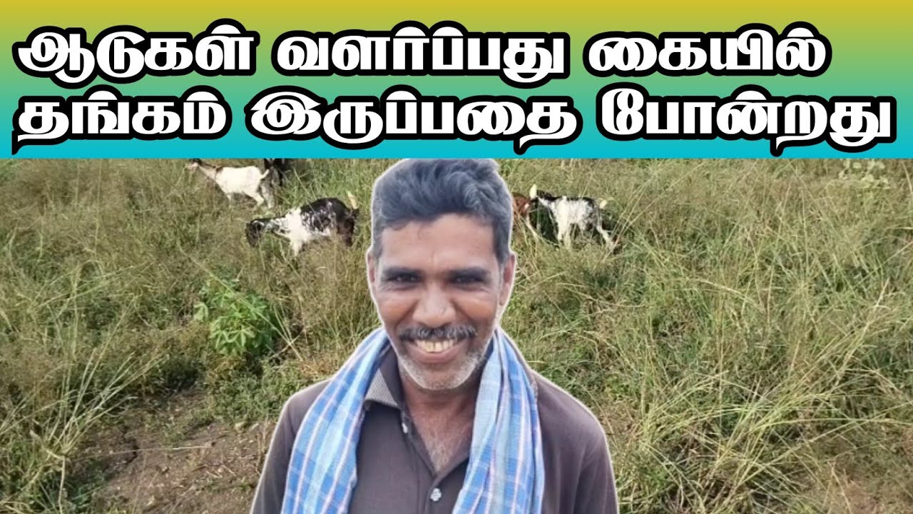 ஆடு வளர்ப்பில் லாபம் அதிகரிக்க மேய்ச்சல் தான் சிறந்தது |Tamilar nilam.