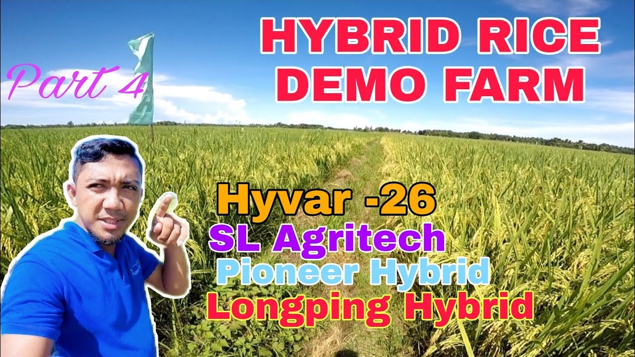 Part 4 : Hybrid Rice na pwedeng itanim sa wet and dry season | Hyvar S-26 PHB85 SL-68H SL-8H LP205