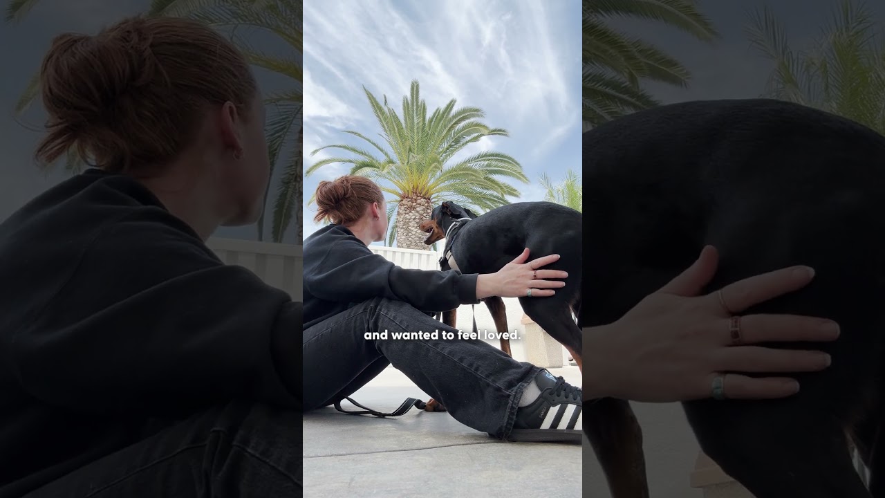 Бездомная собака, выпрашивавшая любовь, обрела семью, похожую на неё | The Dodo