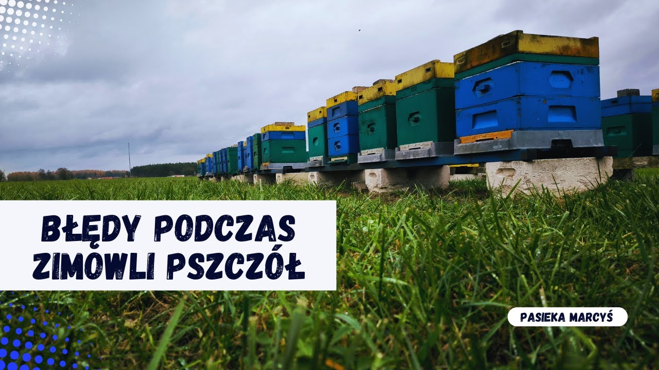 Najczęstsze błędy podczas zimowli pszczół