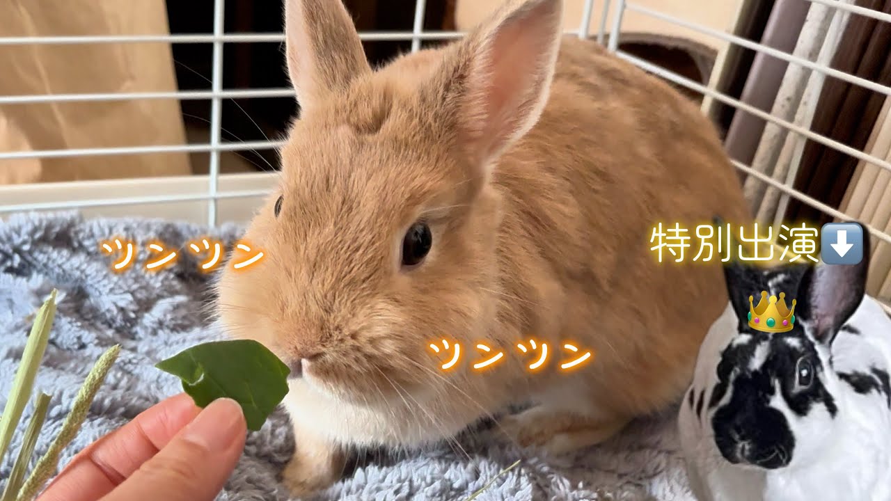 うさぎと初めての帰省【たくさんの新たな出会い】