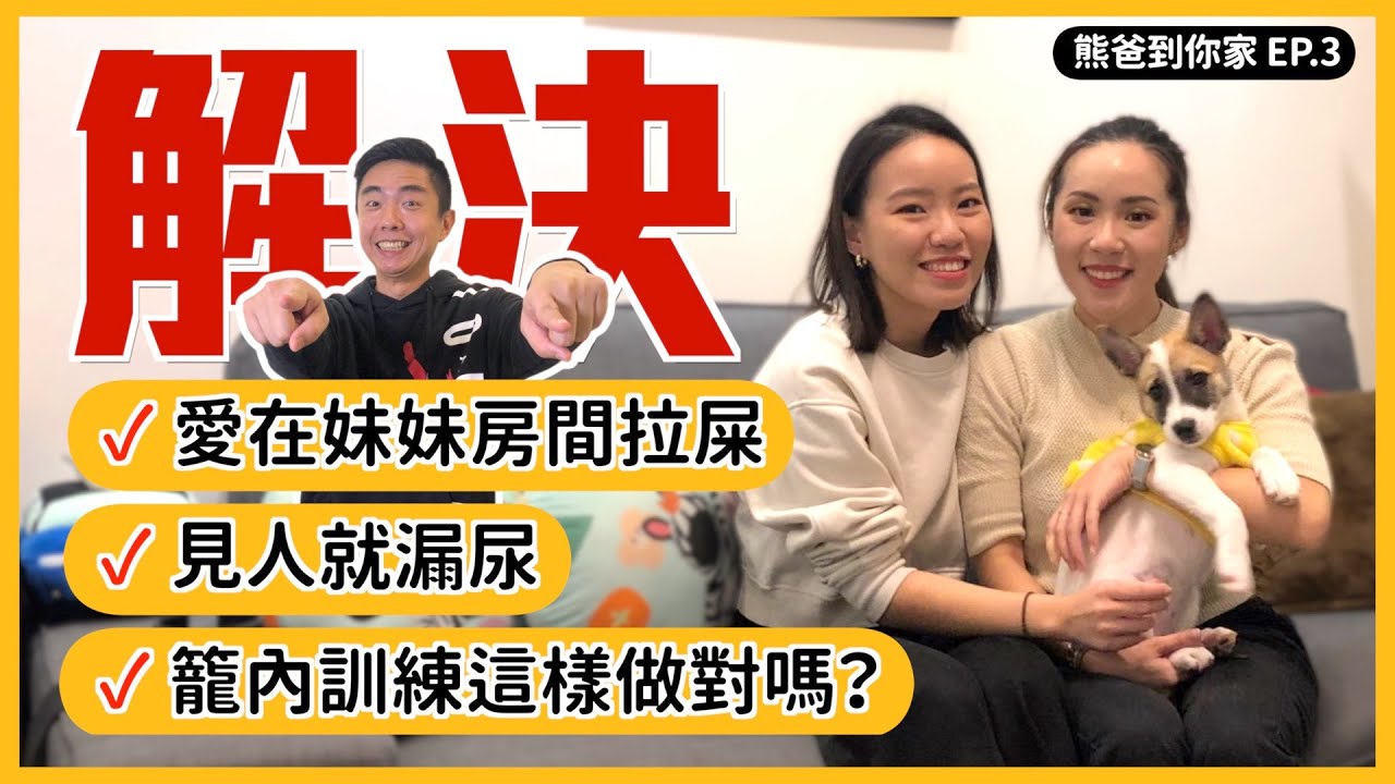 三個月幼犬見人就漏尿！尿尿都對大便卻上錯😬籠內訓練這樣做對嗎？｜熊爸到你家EP.3