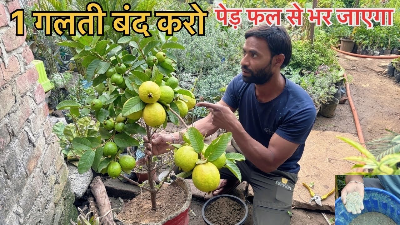 अमरूद के पौधे में फल नहीं आ रहे ये 3 गलती सुधारो, पेड़ फल से भर जाएगा