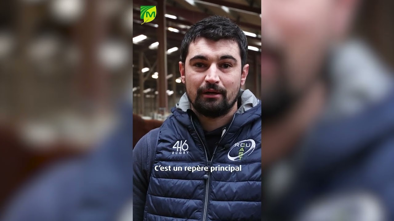 Vachement proches : les fleurons de la race Limousine