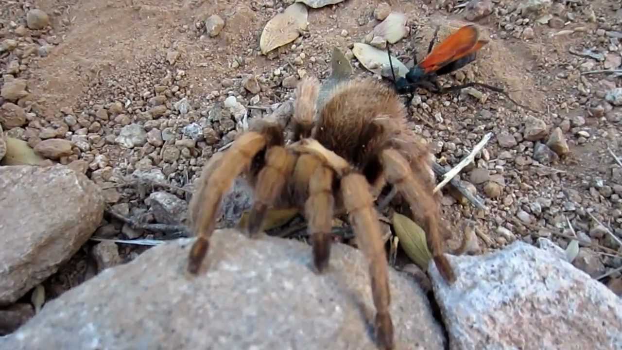 Tarantula Hawk Wasp Vs Tarantula