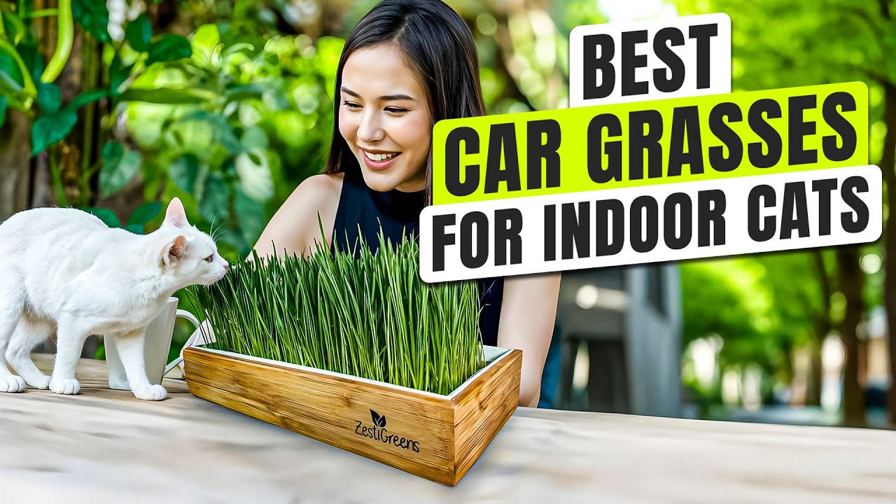 3 BEST Cat Grass for Indoor Cats