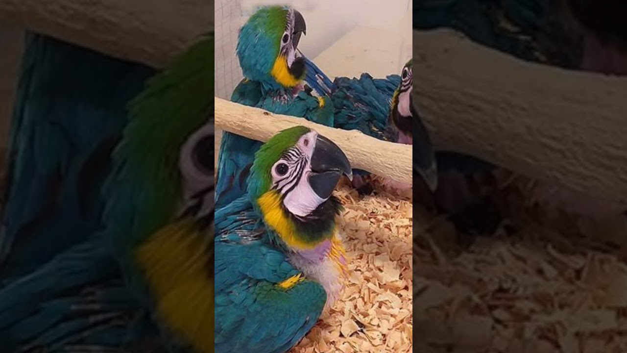 Macaw for sale 🥰🥰🥰🥰🥰🥰