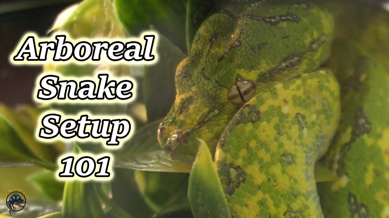 How to Set Up a Tank for an Arboreal Snake! - Creating a Green Tree Python Habitat! 🐍