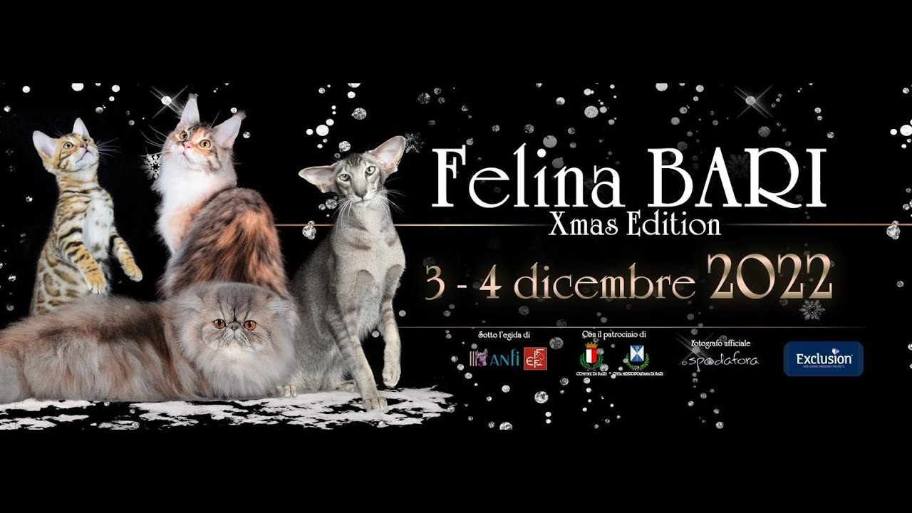 Esposizione Internazionale Felina Bari 2022 - Xmas Edition