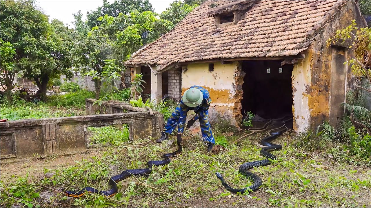 EMERGENCY clean up an abandoned house that is a SNAKE shelter, making neighbors afraid