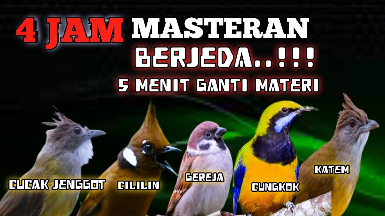 4 jam masteran TROTOLAN berjedah 5 menit ganti materi burung tidak stress dan materi cepat masuk