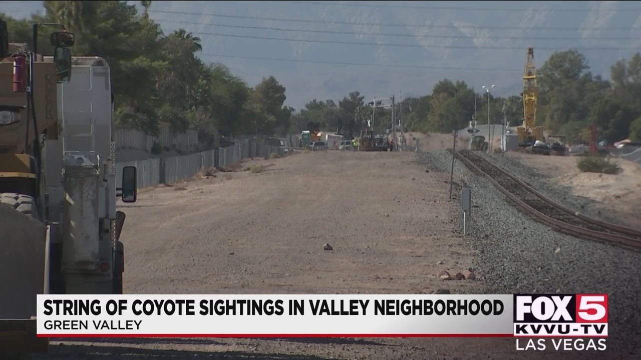 String of coyote sightings reported in Henderson neighborhood