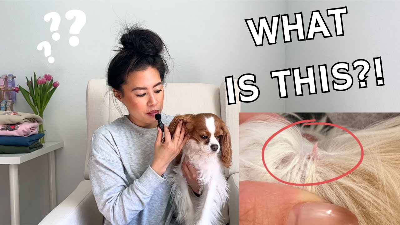 Skin Tags in Cavalier King Charles Spaniel