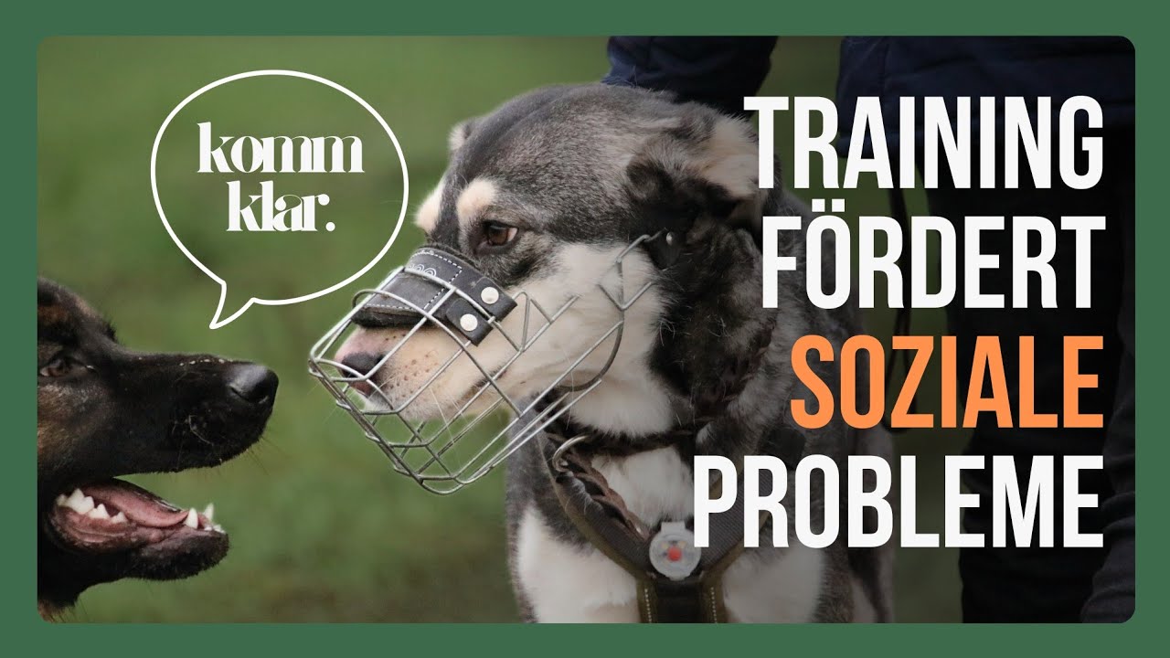 Deshalb sind Hundetrainer die SCHLECHTESTEN Ansprechpartner!