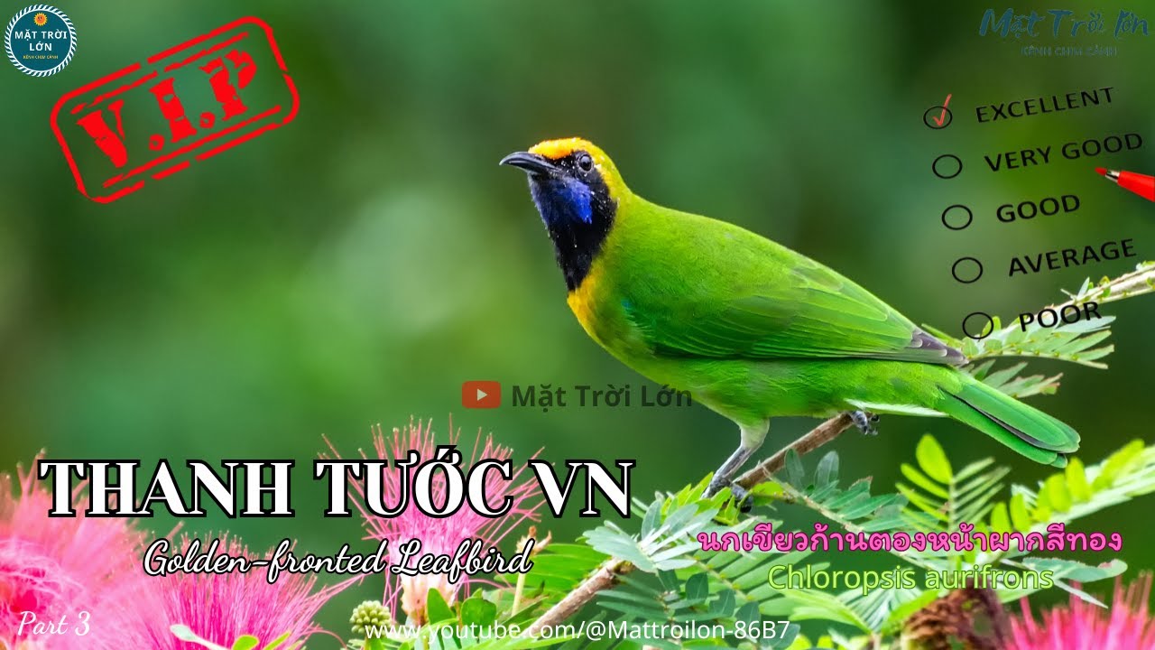 ✅Tiếng chim Thanh tước Việt Nam mồi chuẩn không tạp âm | Golden-fronted Leafbird sound call (P3)
