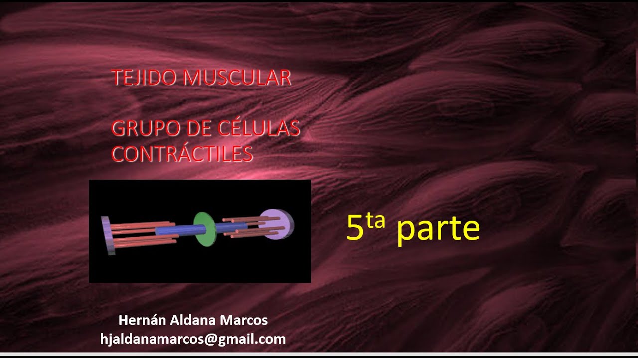 Tejido muscular  quinto video de 9. Hernán Aldana Marcos.