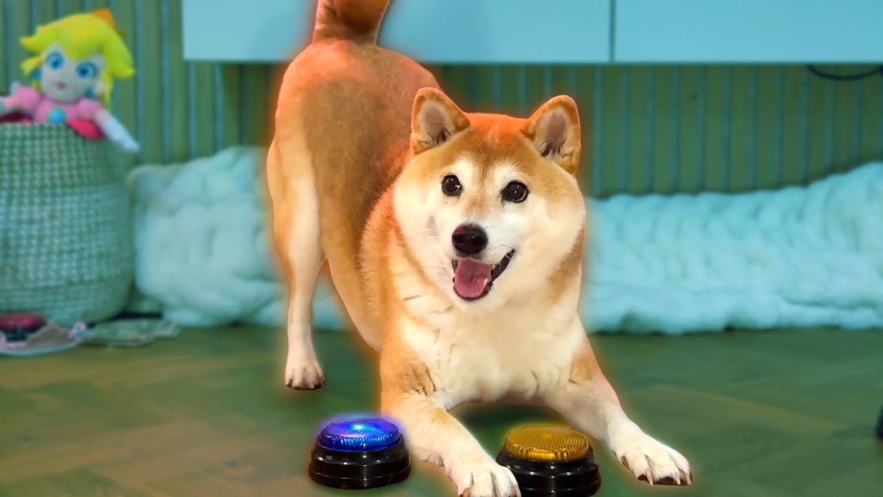 Shiba Rates Fast Food playing SMASH or PASS (with talking buttons!)