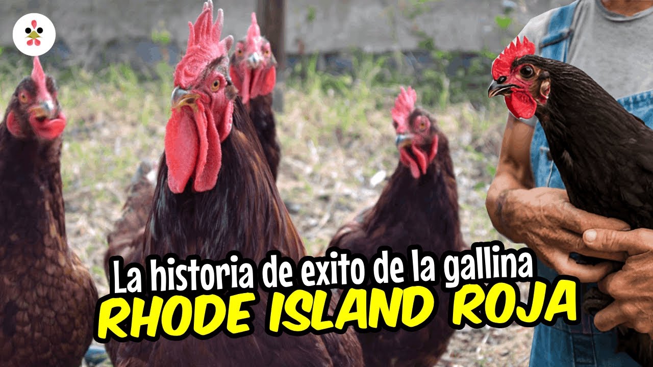 La historia de éxito de las gallinas Rhode Island rojo 🥚🐔💰