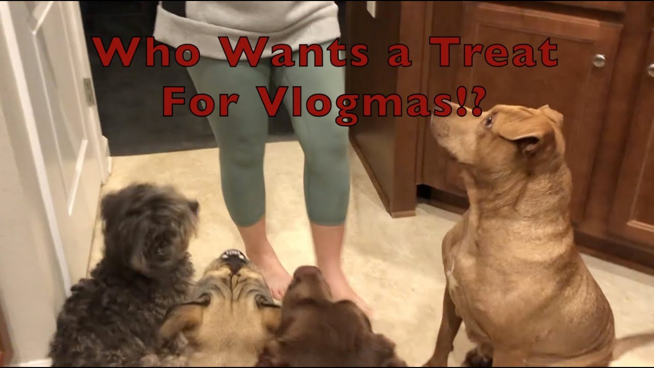 Vlogmas 2020 Gourmet Designer Dogs & Decorating the Christmas Tree
