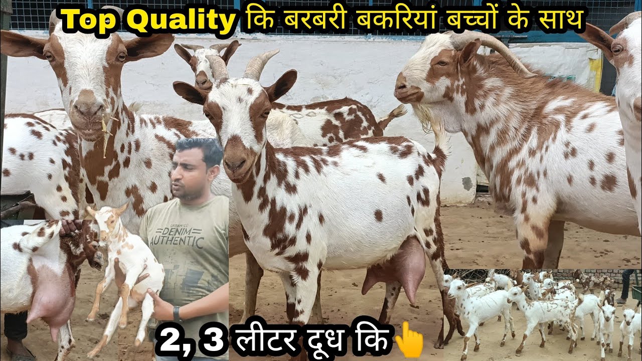 No 1 Barbari Goats available for sale at Barbari Goat Farm Mathura UP with Monu Bhai 98979 37876
