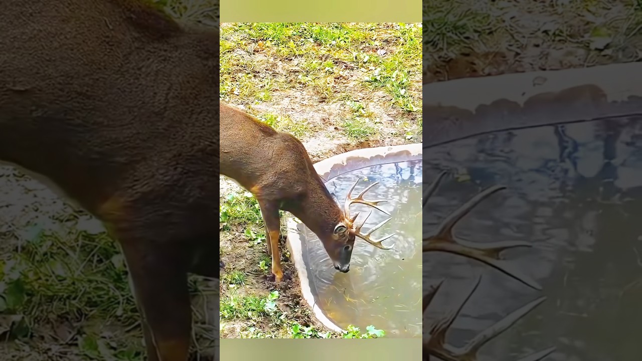 🦌Охота на оленя | Гармония природы и леса#охота #охотанаоленя #олень #дикаяприрода #охотник#лес #охо