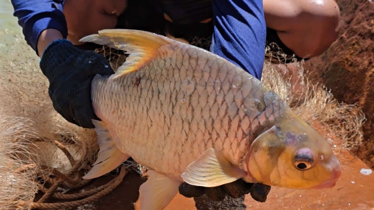 Pagi&sup2; Sudah Tarik Ikan Monster! 😱