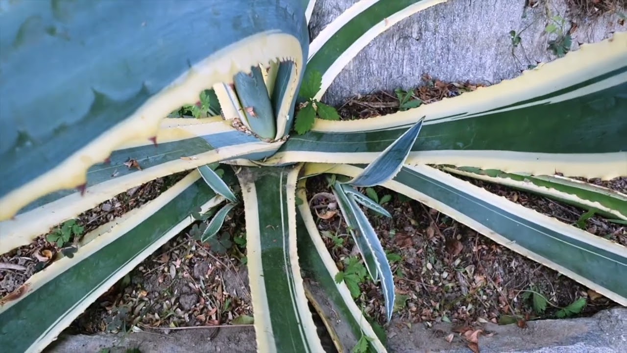 Come moltiplicare  l'agave