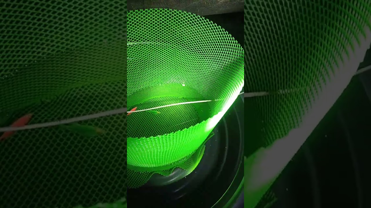tetra glow fish breeding
