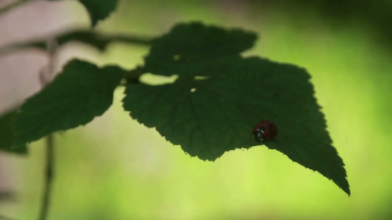 Biedronka siedmiokropka (coccinella septempunctata)