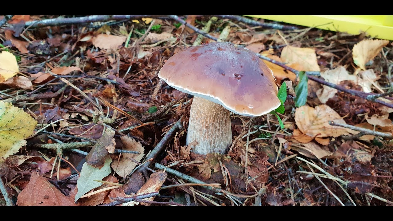 За грибами  Готовлю Грибы