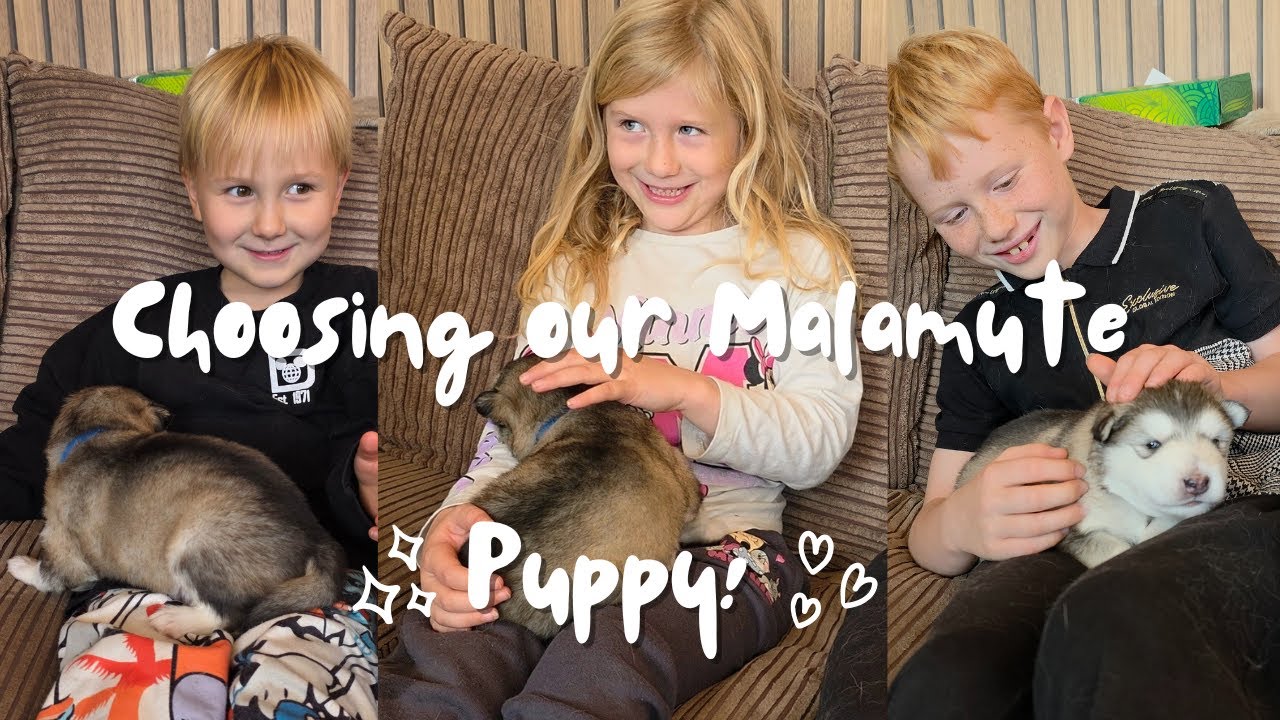 Meeting Our Puppy! 2 Week Old Alaskan Malamute! Surprising the Kids!