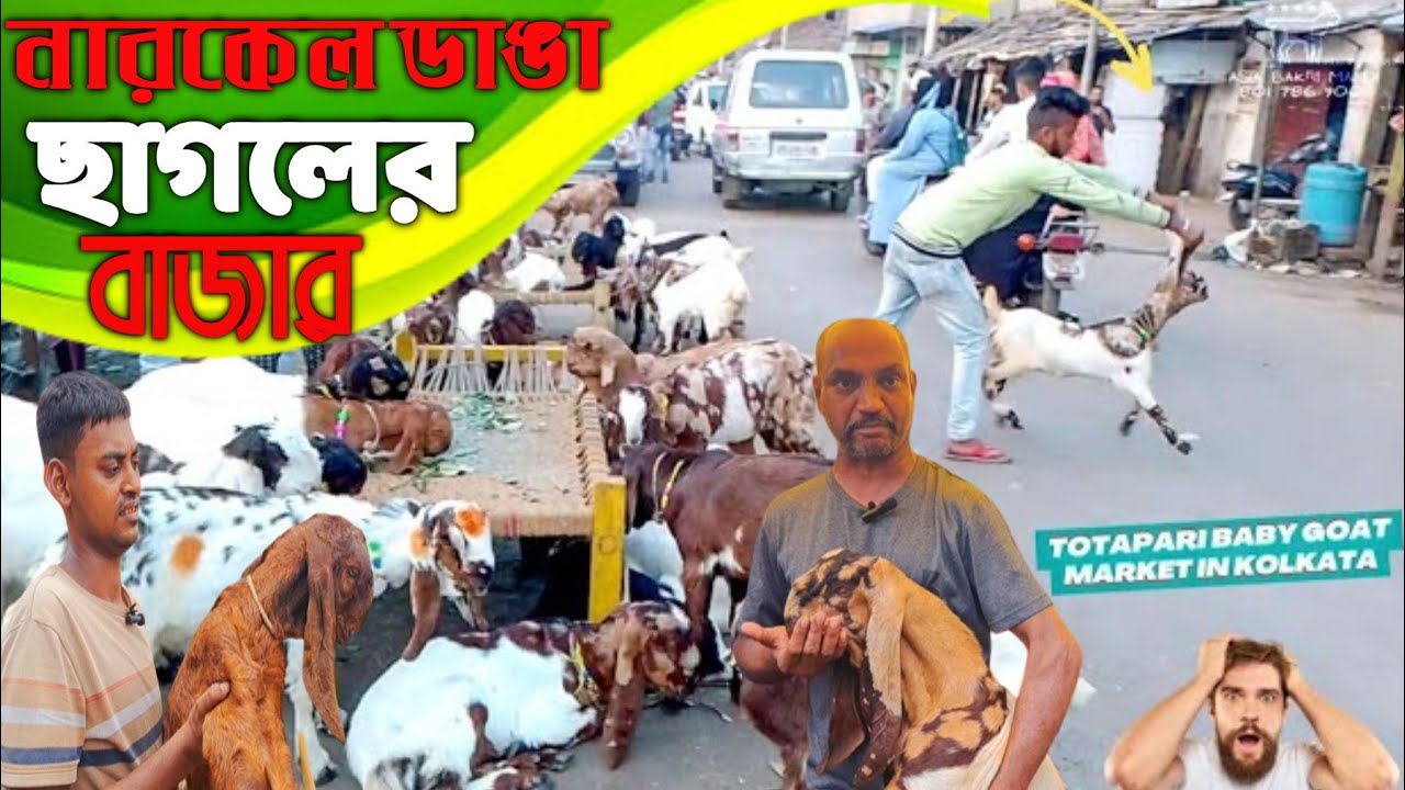 বর্ষার শুরুতে রাজা বাজার নারকেল ডাঙা ছাগল এর বাজার দর। goats 🐐 market in Kolkata./goat farm