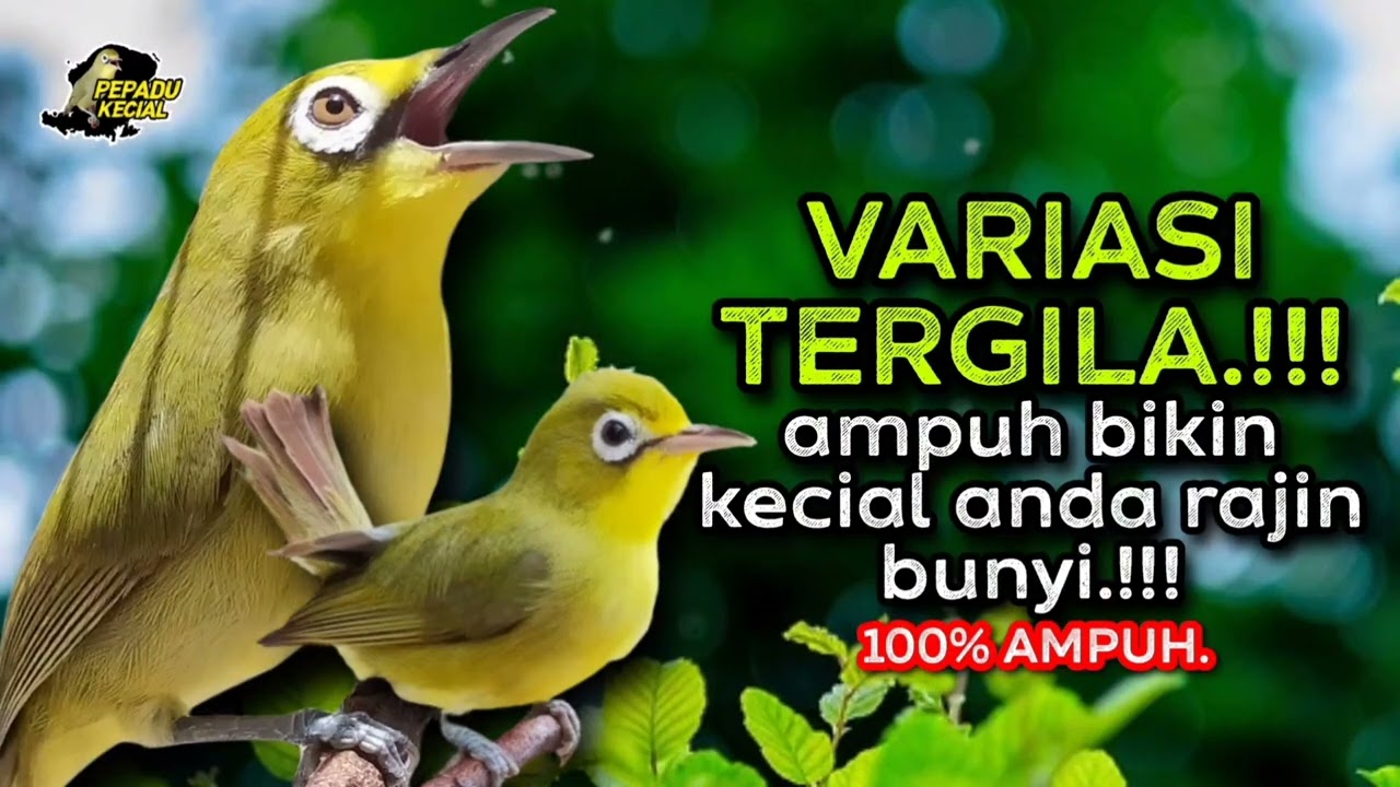 Kecial Kuning Joss Variasi TERGILA Ampuh Bikin Kecial Lawan Rajin Bunyi‼️| PEPADU KECIAL