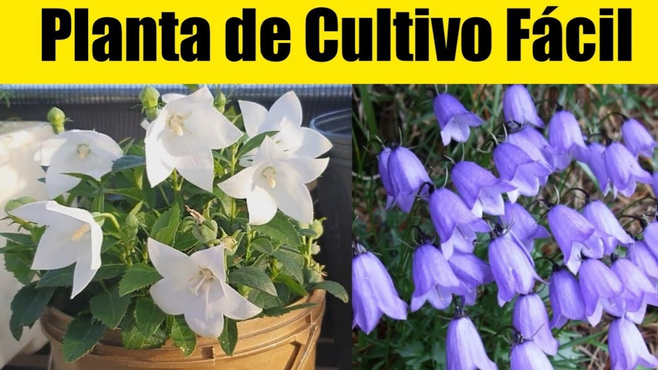 Campânula HIPER FLORIDA -  Você tem que ter no seu jardim - Dicas de Cultivo e adubação
