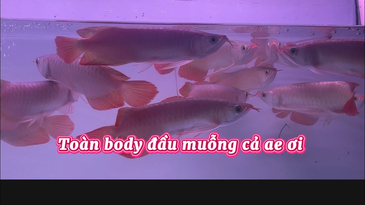 Quá đã lun nha anh em 