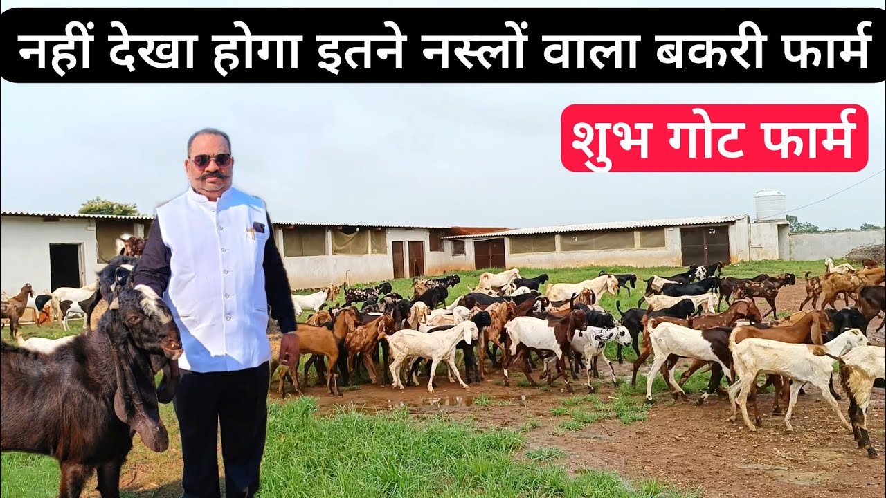 शानदार नस्लों वाला बकरी फॉर्म । सस्ते दामों में उन्नत नस्ल के बकरे बकरियां उपलब्ध । Goat farming