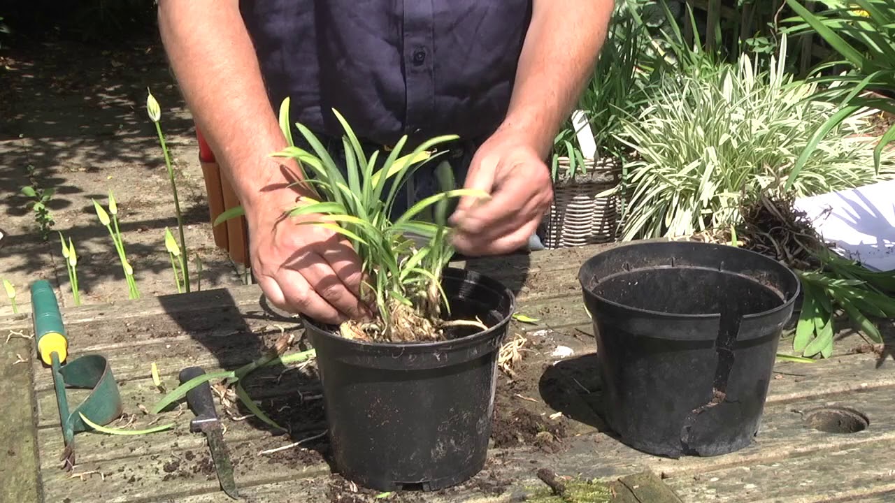 DIVIDING & REPOTTING AGAPANTHUS