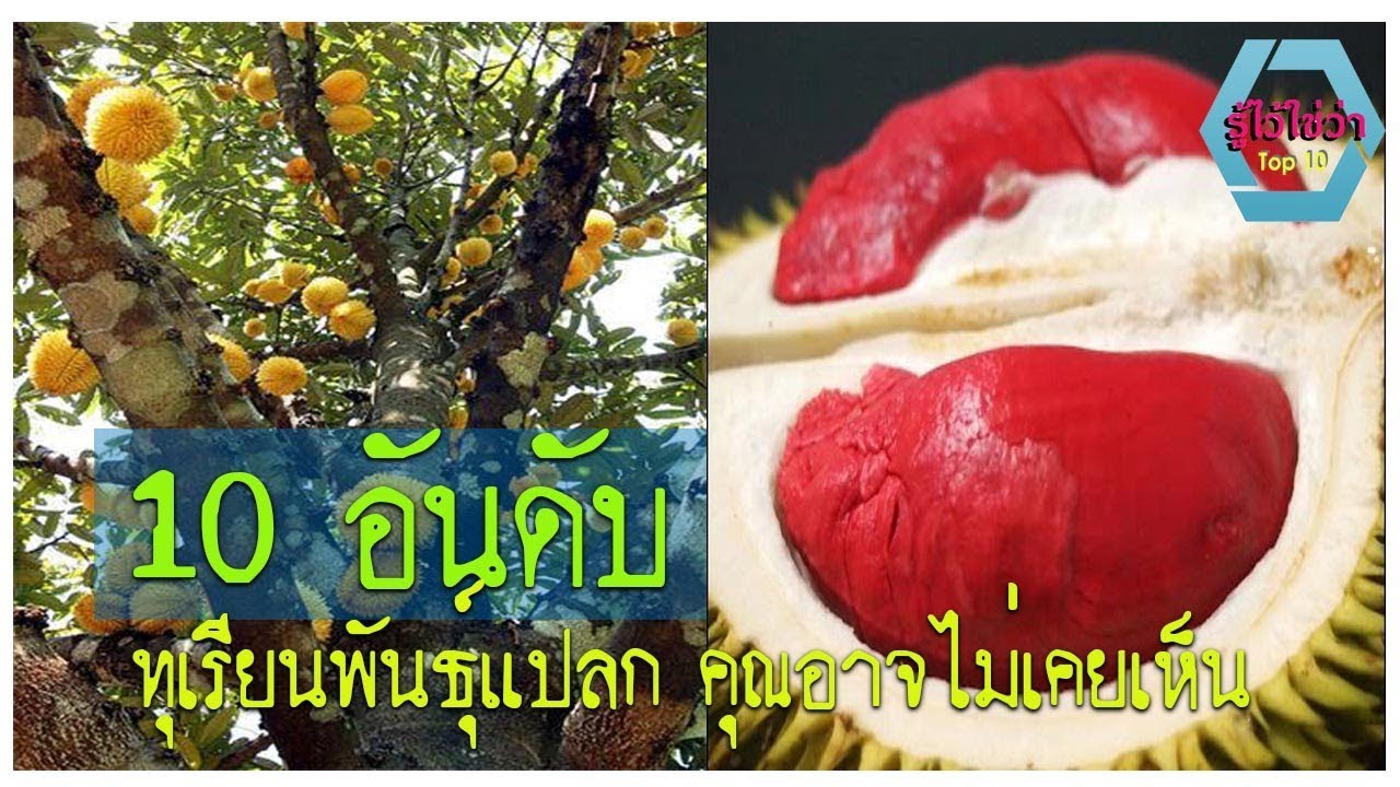 10 อันดับทุเรียนแปลกๆ หายาก คุณอาจไม่เคยเห็น
