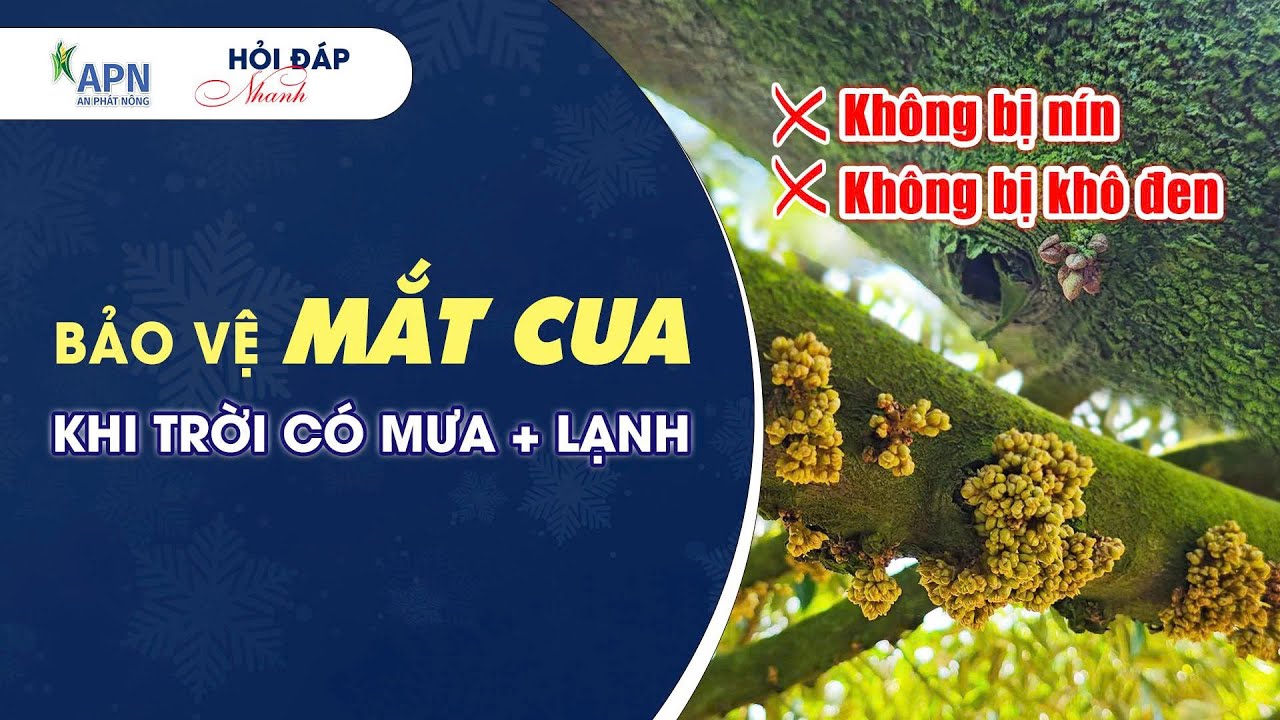 APN - BẢO VỆ MẮT CUA KHÔNG BỊ NÍN – KHÔ ĐEN KHI TRỜI CÓ MƯA VÀ LẠNH