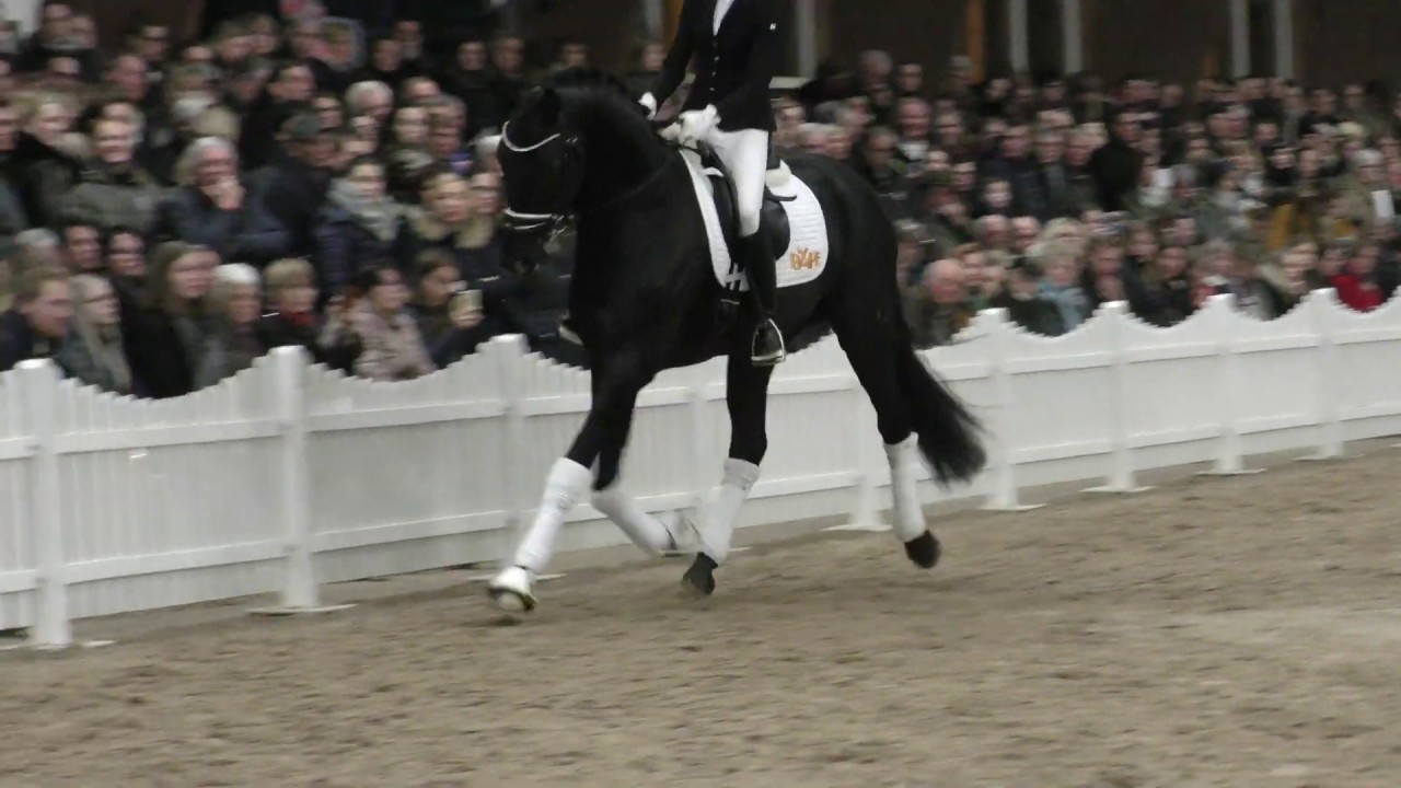 Auf der Hengstvorführung mit V-Plus