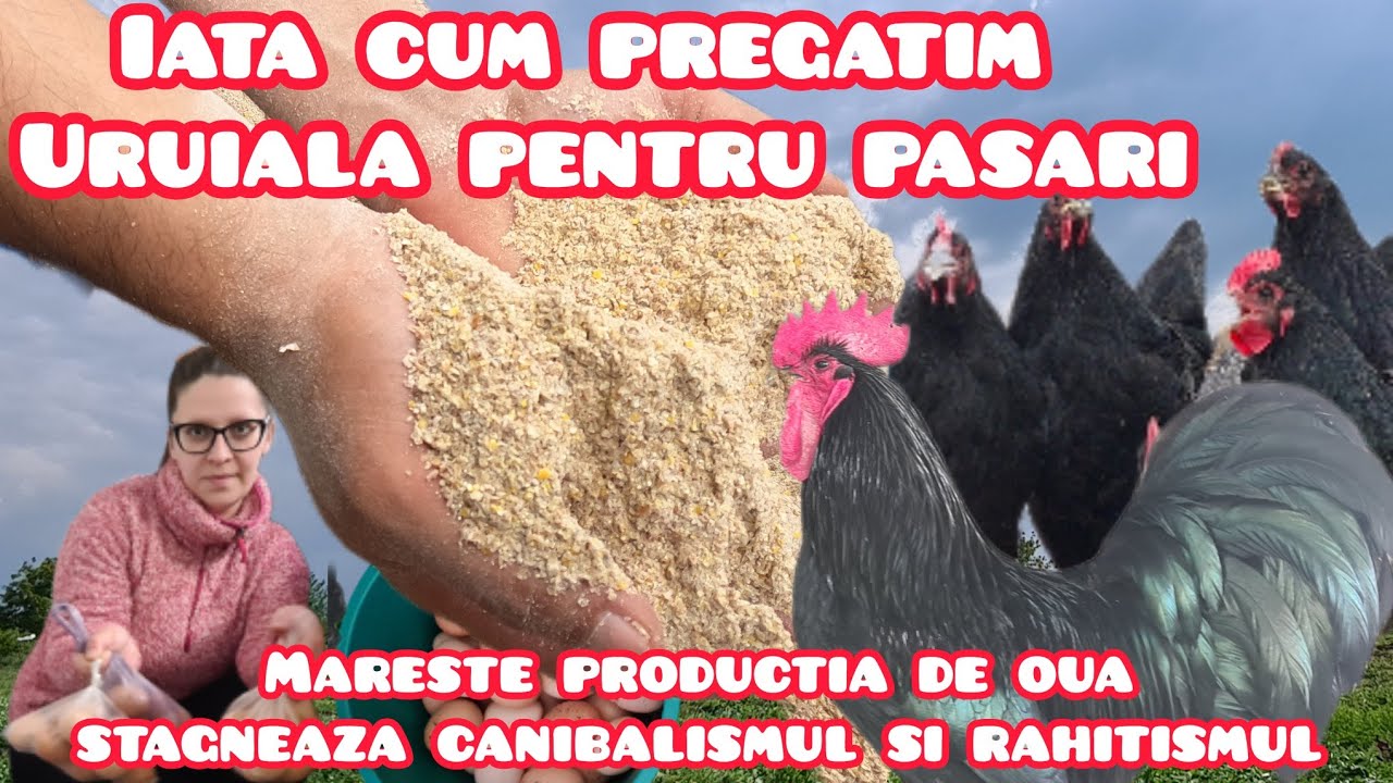 Reteta de uruiala pentru pasari ouatoare adaugam si un repelent pentru paduchi