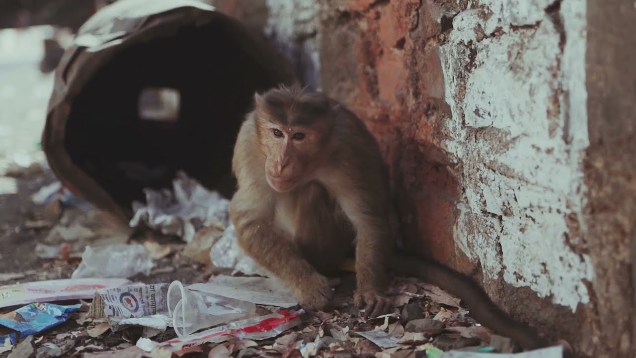 Amazing Monkeys 🐵❤️ & Apes Collection 4k HD Video