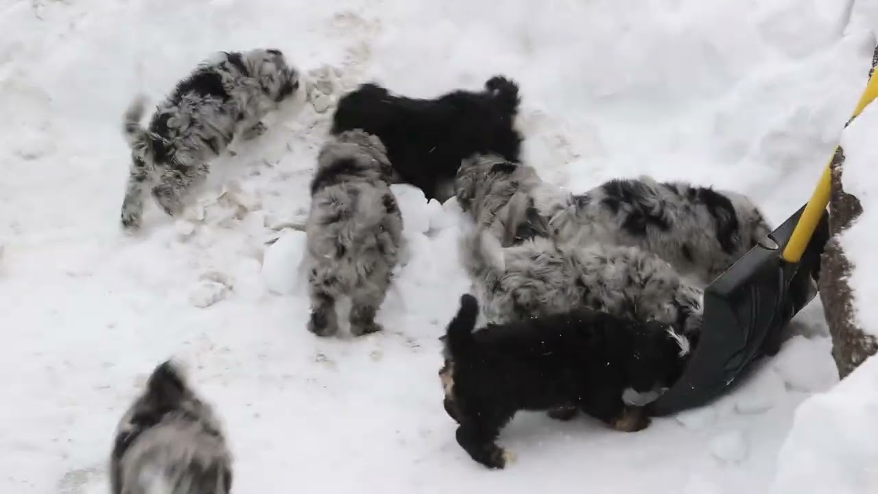 Norman Burkholder's Mini Bernedoodle Puppies