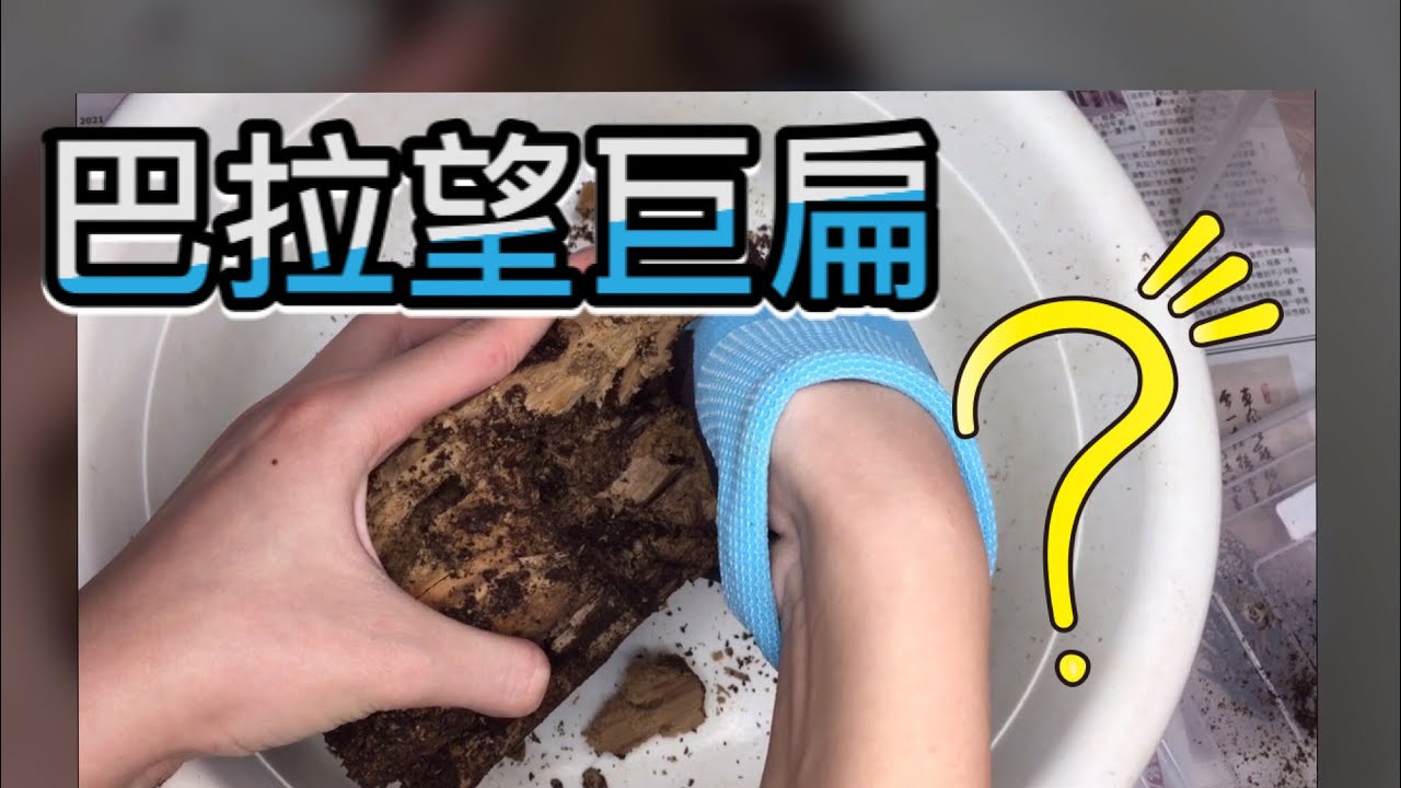 巴拉望巨扁產房開掘！！［甲蟲説］