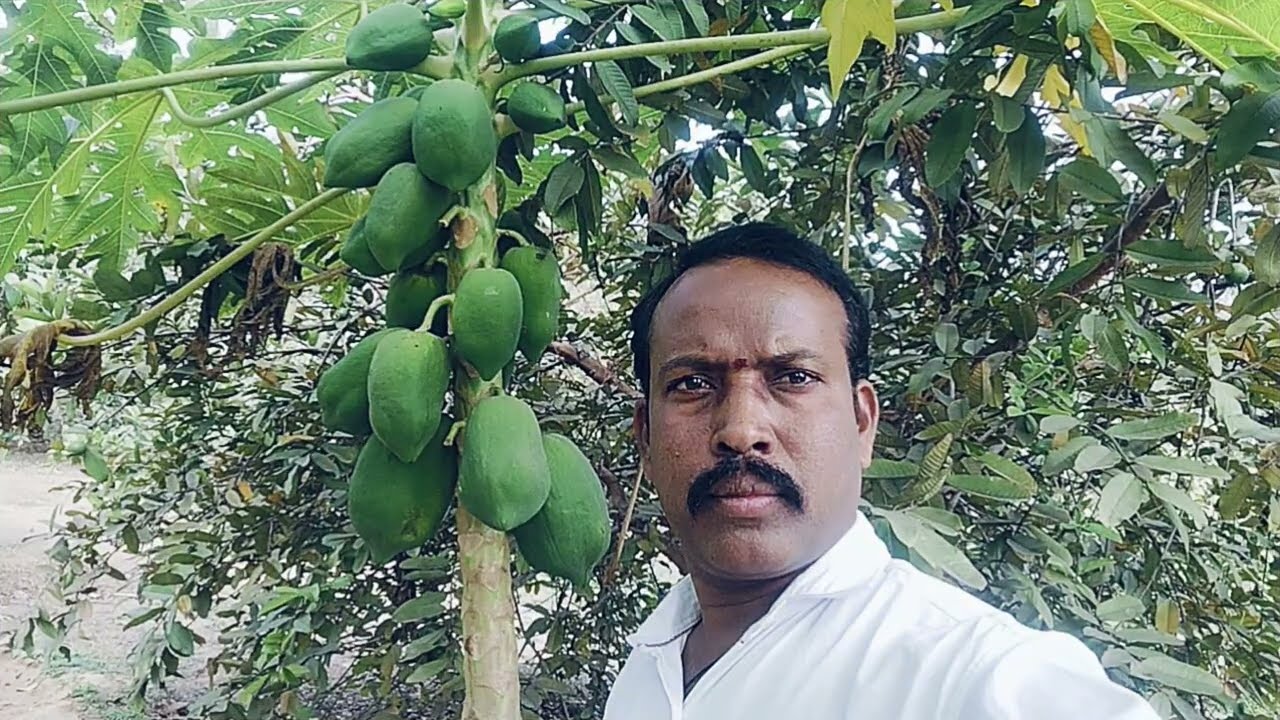 Dimmidi Jola Seethampeta: The Rise of the Unlikeliest South Indian Mafia