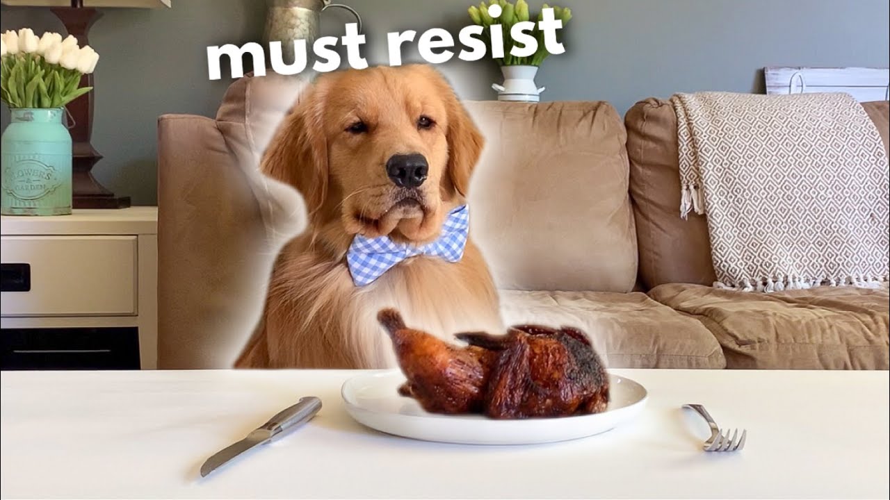 Leaving My Dog Alone with a Whole Chicken