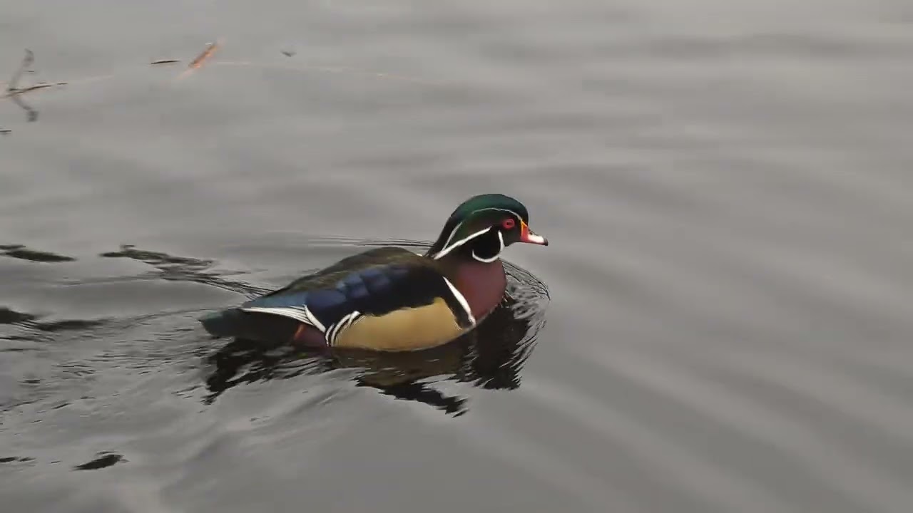 Ducks up close