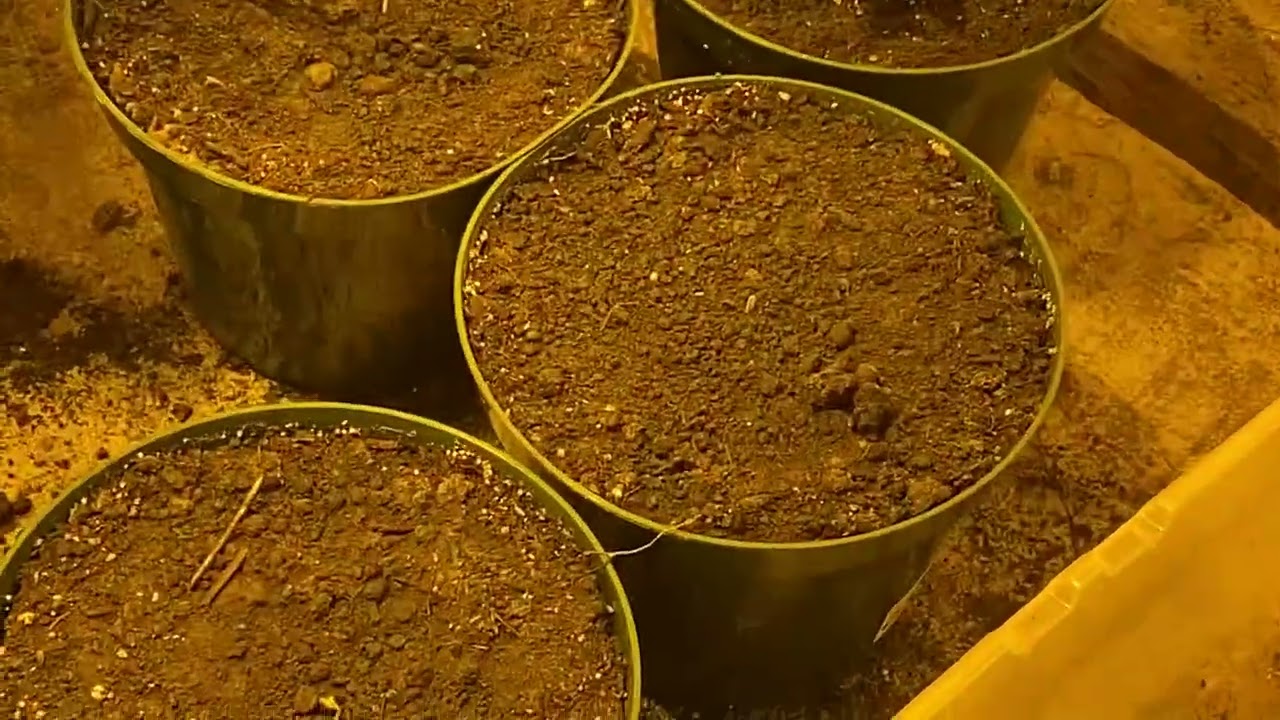 Seed Increase cannabis grow op