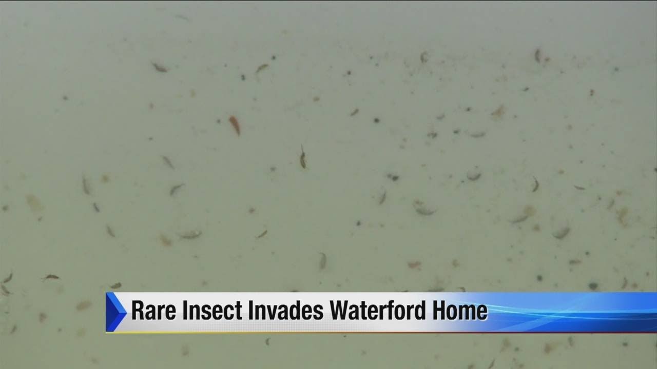 Rare insect invades Waterford home